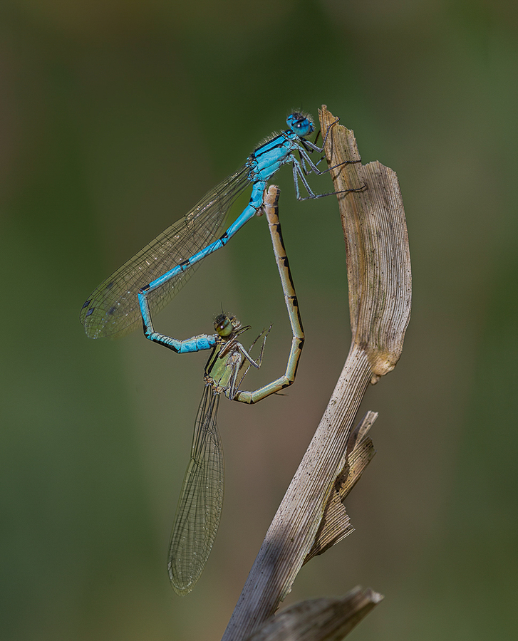Mating Damselflies - Ellen Bell